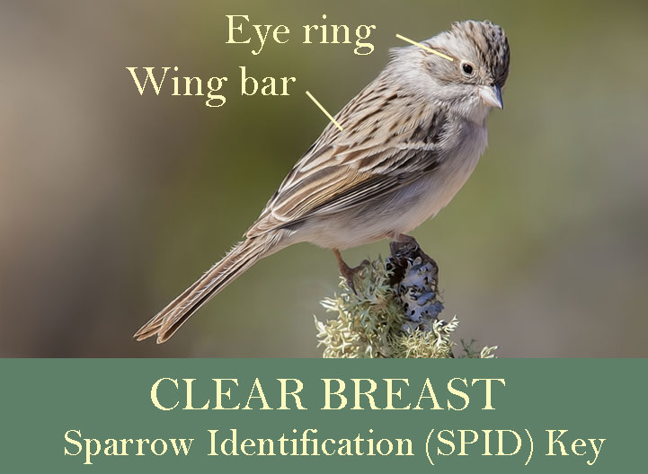 Clear Breast Sparrows