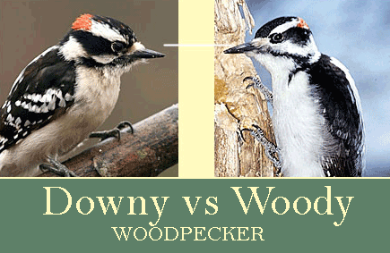 Downy vs Hairy woodpecker