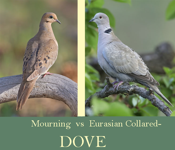 Mourning vs Eurasian Collared-Dove