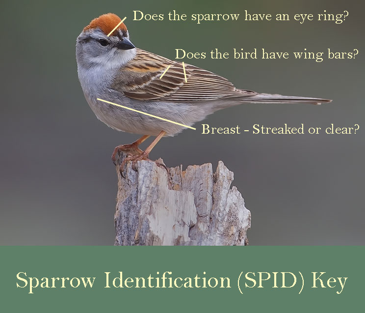 Sparrow Identification (SPID) Key