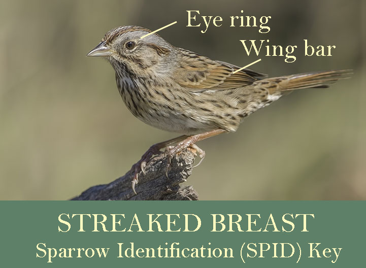 Streaked Breast Sparrows