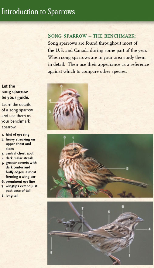 Song sparrow introduction