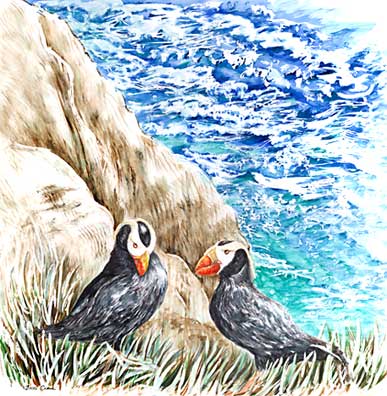 courting puffins