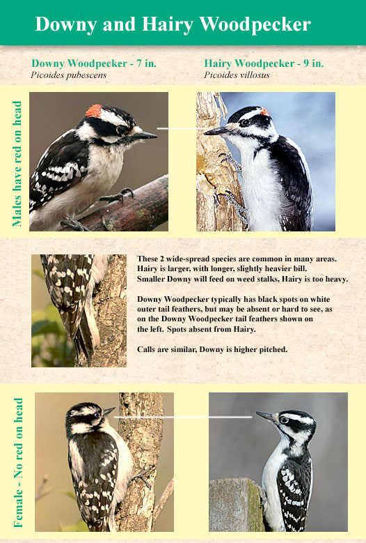 downy and hairy woodpeckers