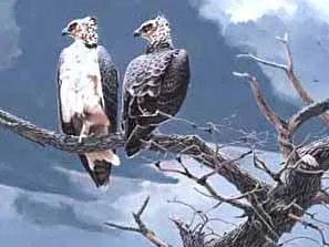 hans peters bird art