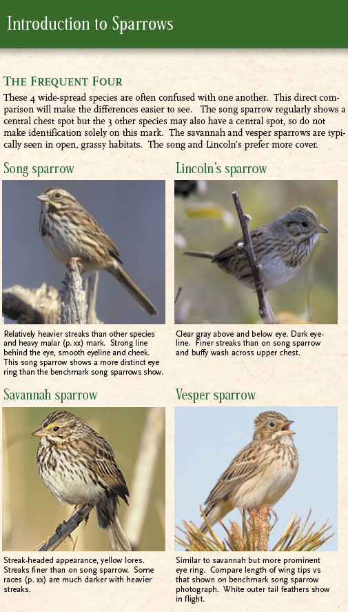 four sparrows