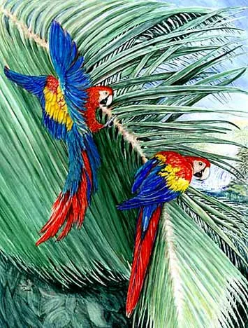 Scarlet Macaw Scarlet Macaw
