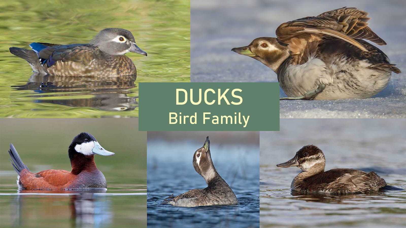Ducks Bird Family