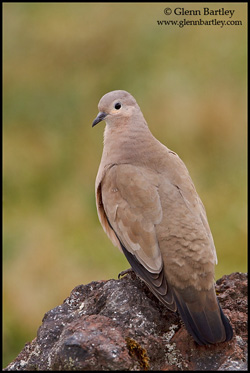 black-winged ground-dove