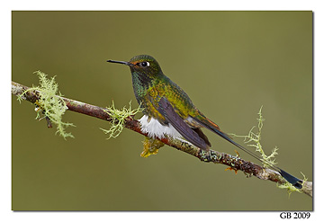 Booted-Racket-tail