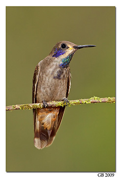 brown violetear