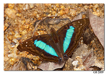 Copalinga Butterfly
