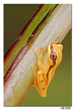 Copalinga frog