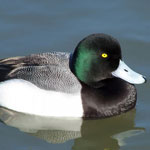 grater scaup