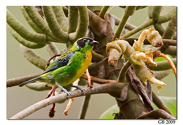 Green-and-Gold Tanager