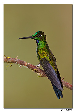 Green-crowned-Brilliant
