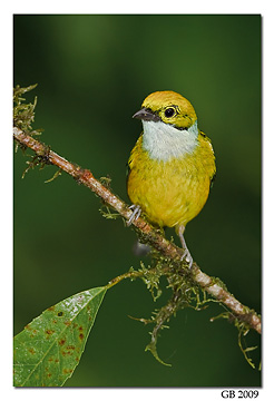 Silver-throate Tanager