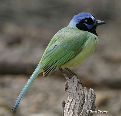 green jay