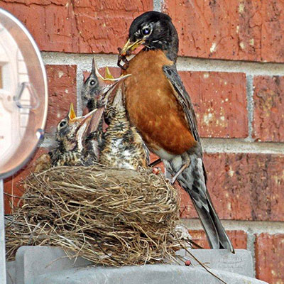 American Robin