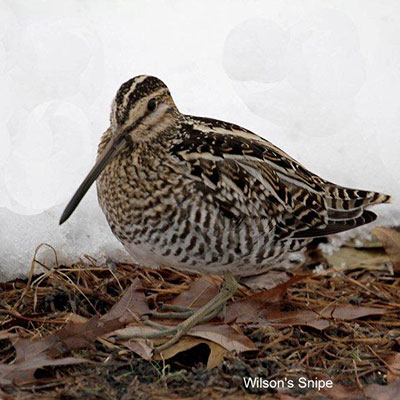 wilson's snipe