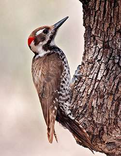 Birding