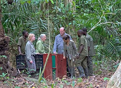 Becci--Mark-Crowe-with-Jane--staff-preparing-to-release-2-orphan-chimps