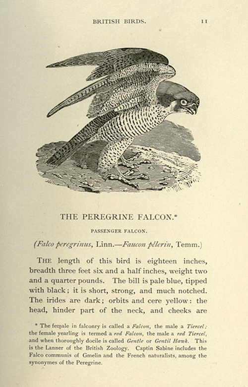 Bewick's peregrine falcon