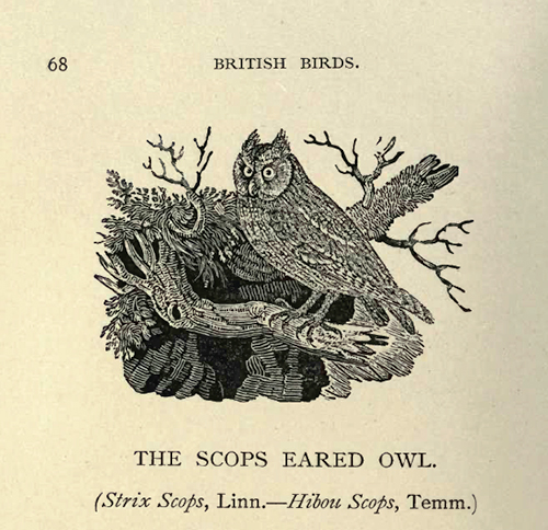 Scops eared owl
