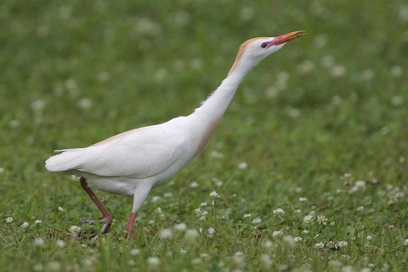 Cattle Egret in high breeding plumge