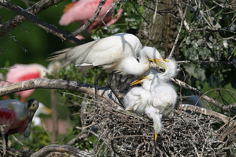 Great Egrets feeding young