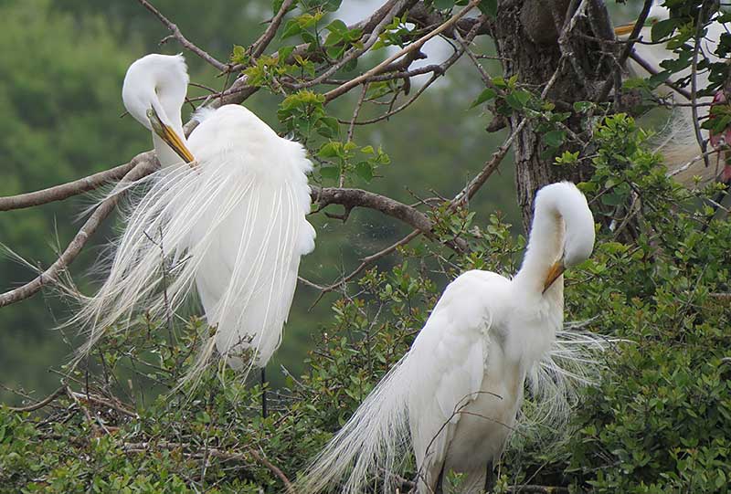 Great Egrets in breeding plumage