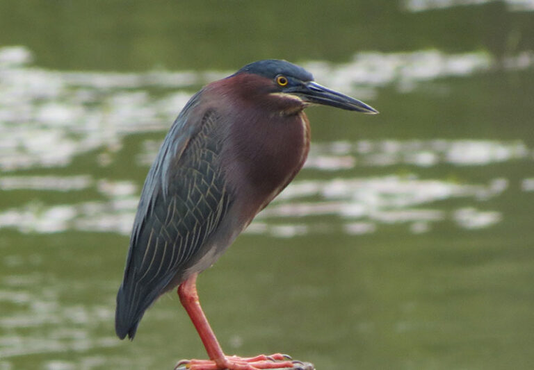 Green Heron ID, Facts, Diet, Habit & More Birdzilla