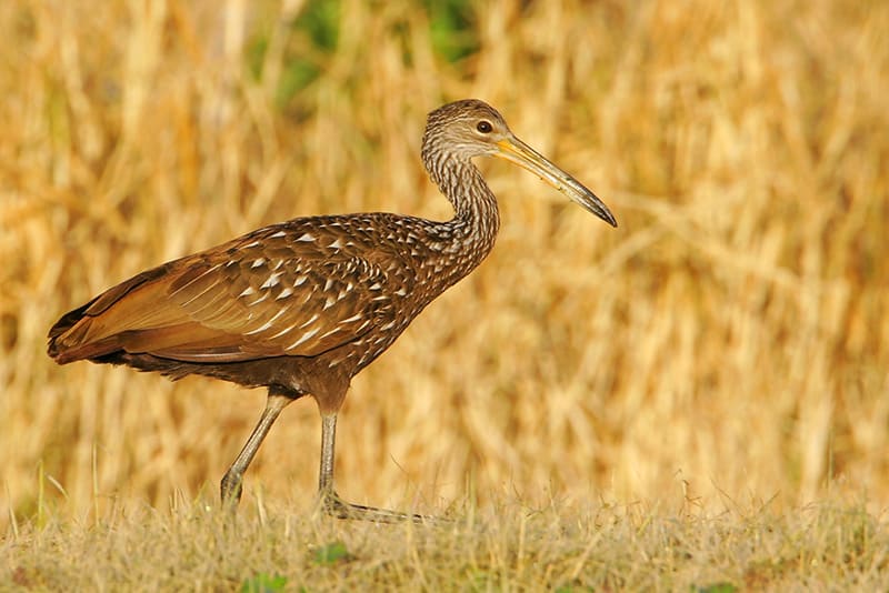 Limpkin Limpkin