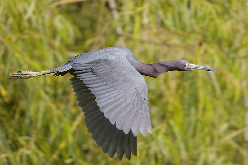 Little Blue Heron in flight