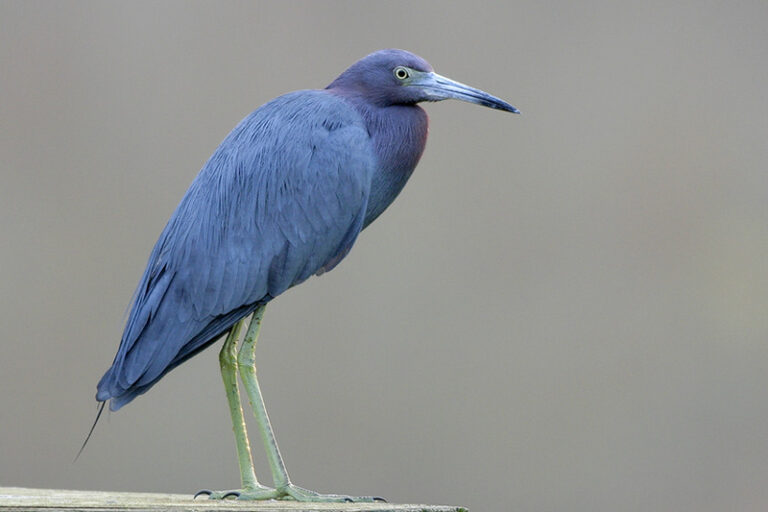 All Types Of Herons In US That You Can See