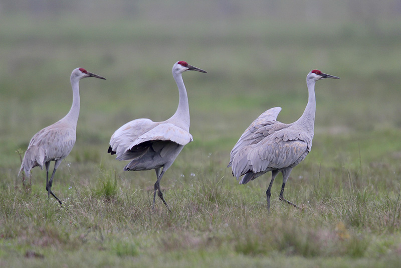 Cranes have been important symbols for hundreds of years