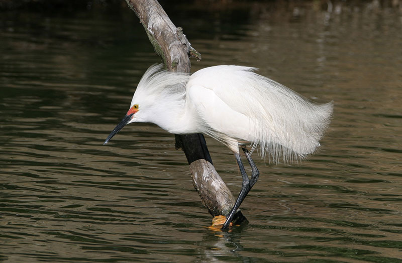 A typical Snowy Egret with thin, black bill, yellow in front of the eye and yellow feet. Pllumes on the head may be reudced or not visible.