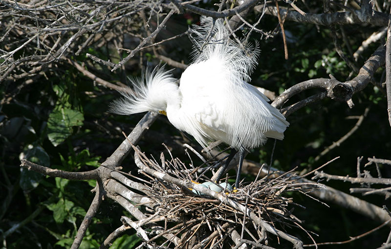 Snowy Egrets 