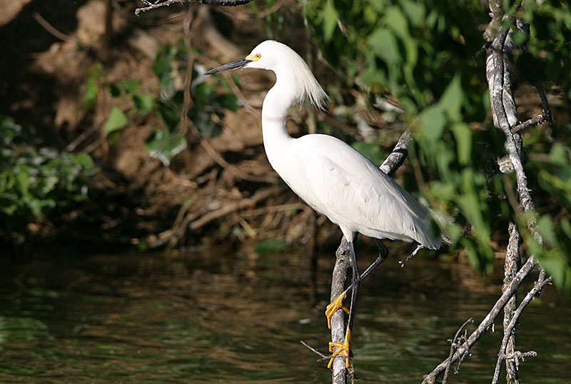 Snowy Egret