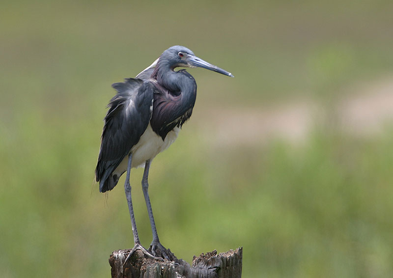 Tricolored Heron Tricolored Heron