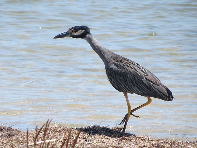 Yellow-crowned-Night-Heron