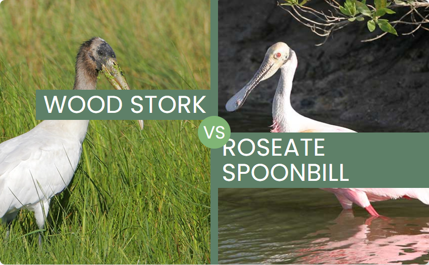 Wood Stork Or Roseate Spoonbill?