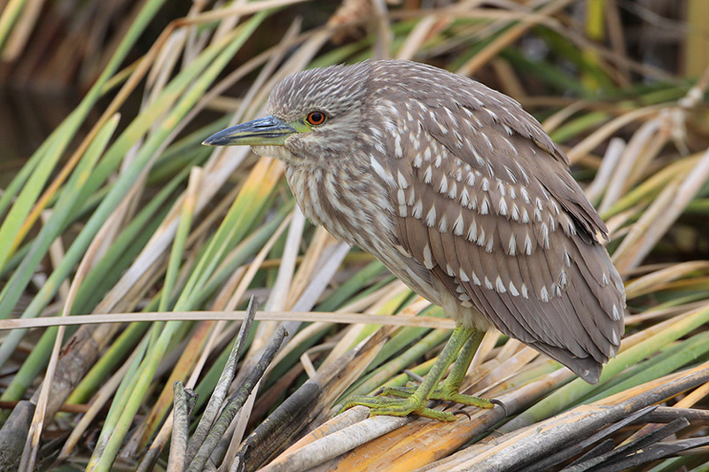 Juvenile Black-crowned Night-Heron