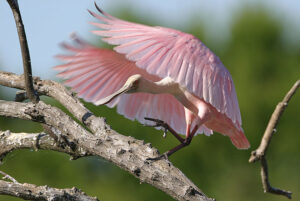 Spoonbills & Their Unique Bills – A Look At Different Spoonbills