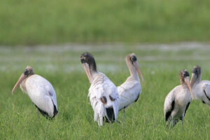 Wood Stork