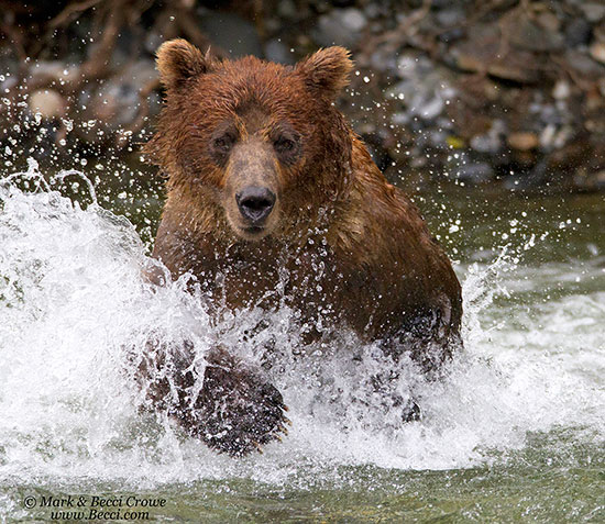 Grizzly Bear charging.