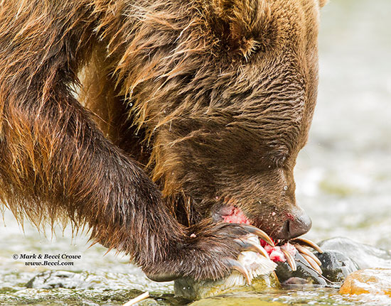 Grzzzly bear eating salmon