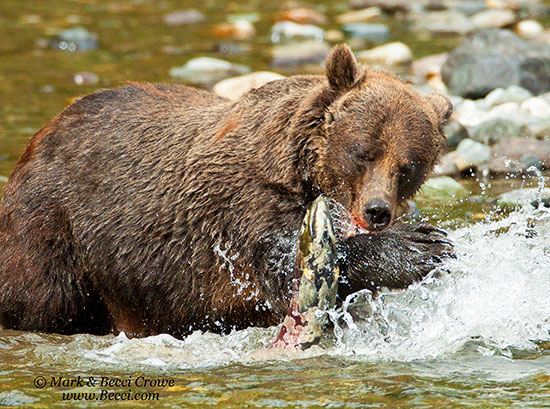 Grizzly bear captiuring a salmon