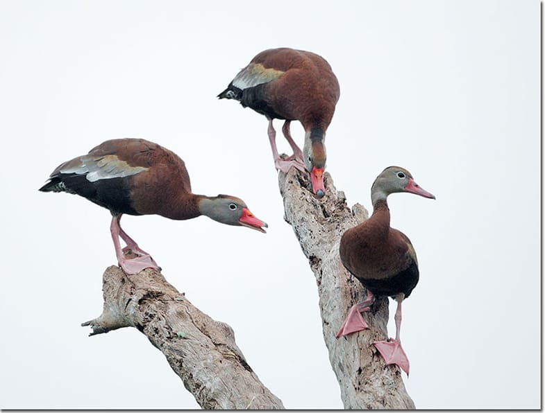 Black-bellied Whistling Duck in a tree