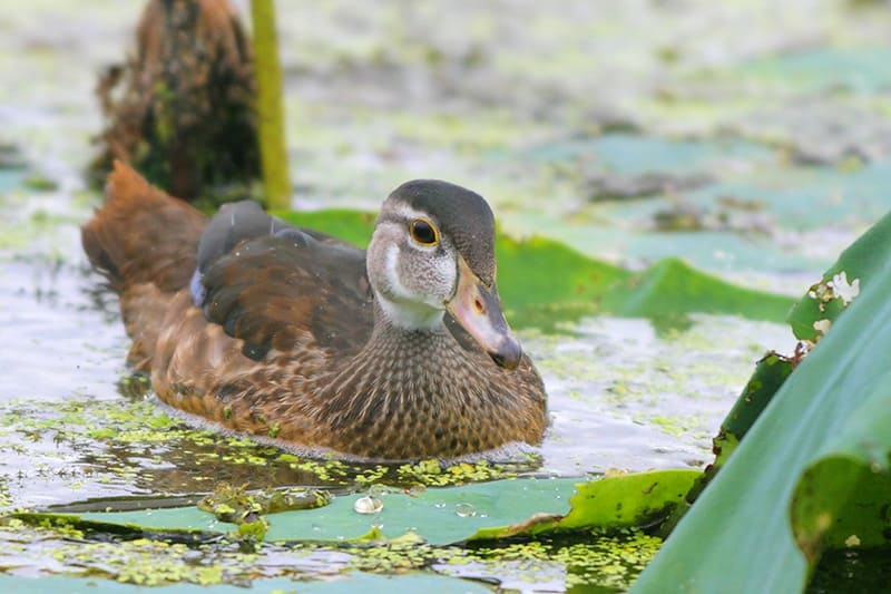 Male Wood Duck in non-breeding plumage